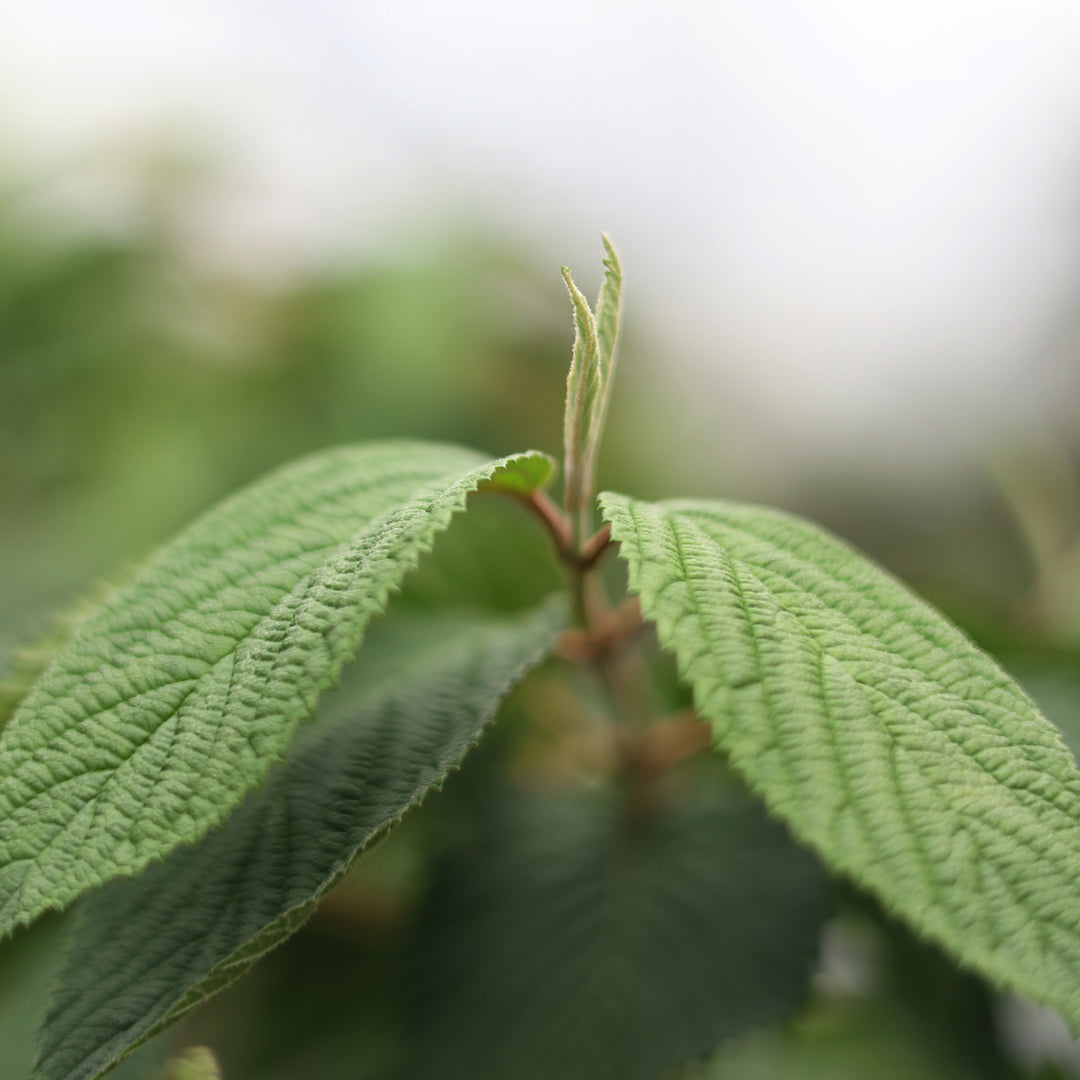 Viburnum plicatum ‘Mariesii’ - Büyük Japon Kartopu (22 Lt)