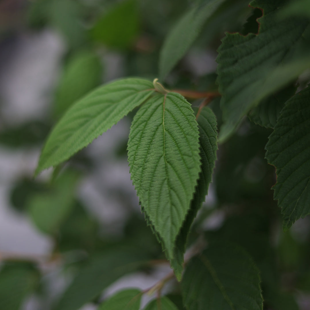 Viburnum plicatum ‘Mariesii’ - Büyük Japon Kartopu (22 Lt)