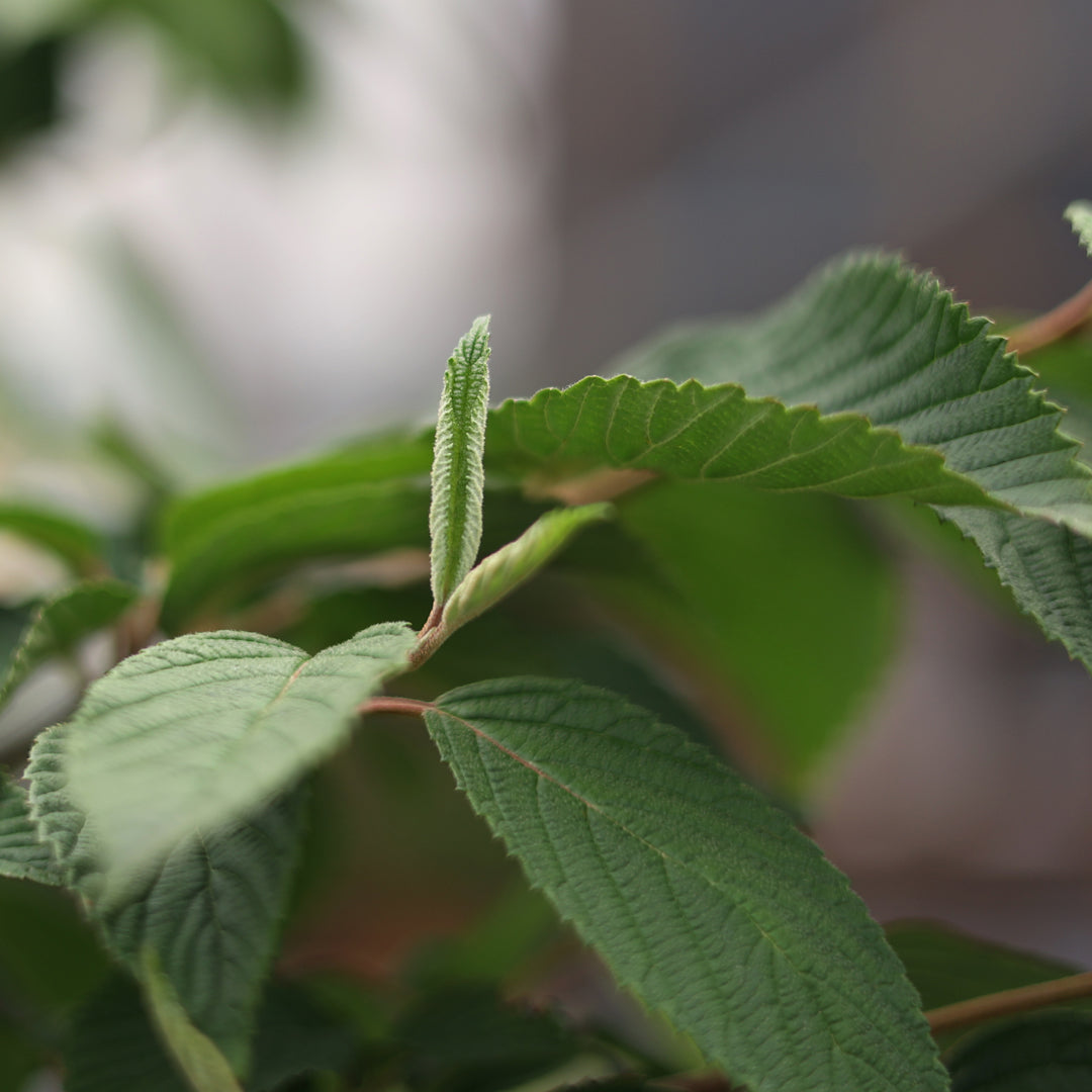 Viburnum plicatum ‘Mariesii’ - Büyük Japon Kartopu (22 Lt)