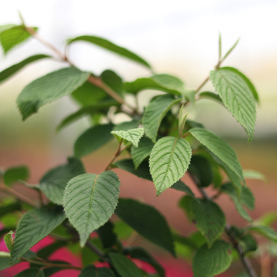 Viburnum plicatum ‘Mariesii’ - Büyük Japon Kartopu (22 Lt)