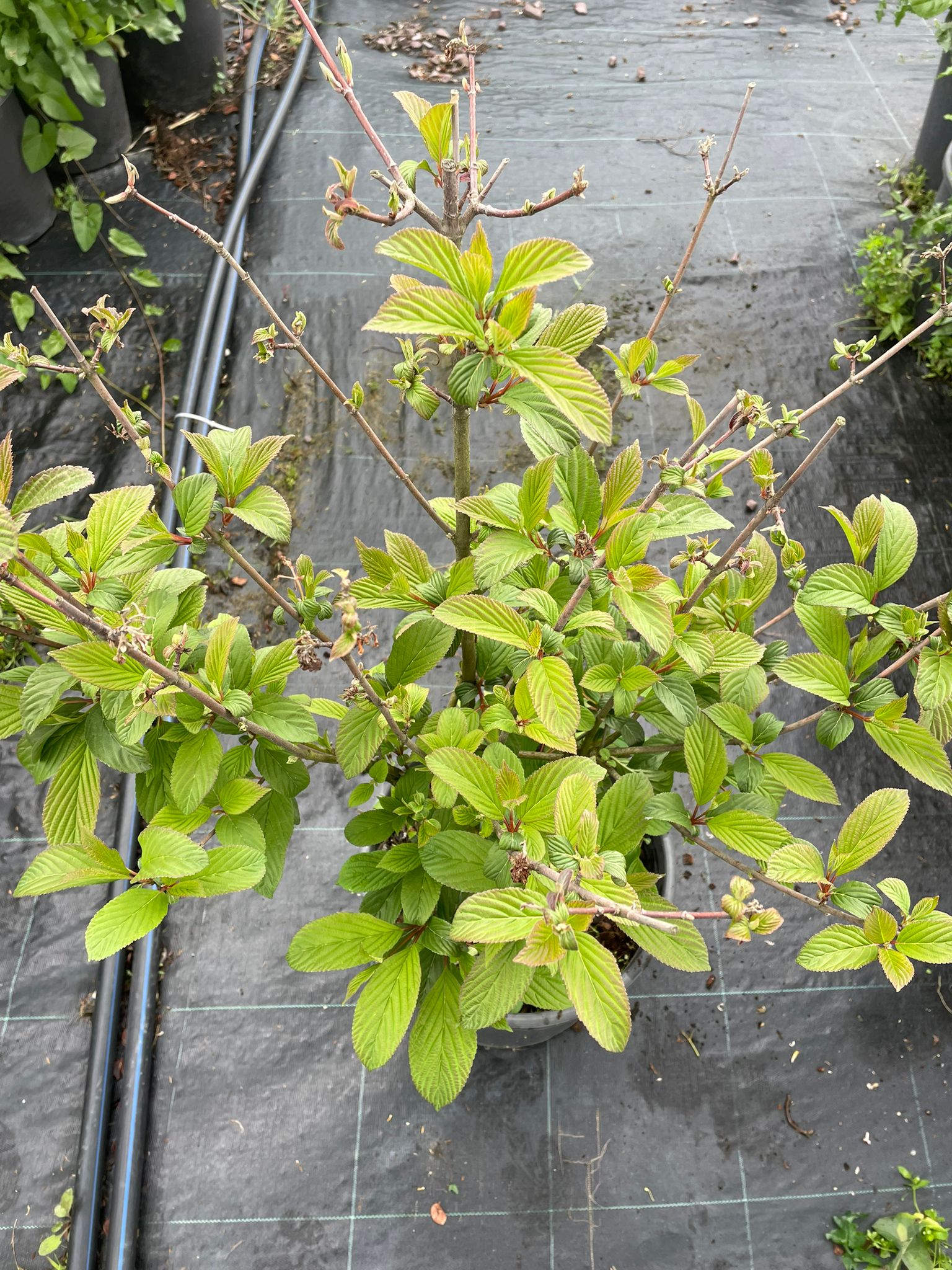 Viburnum bodnantense 'Dawn', Pembe Çiçekli Kartopu