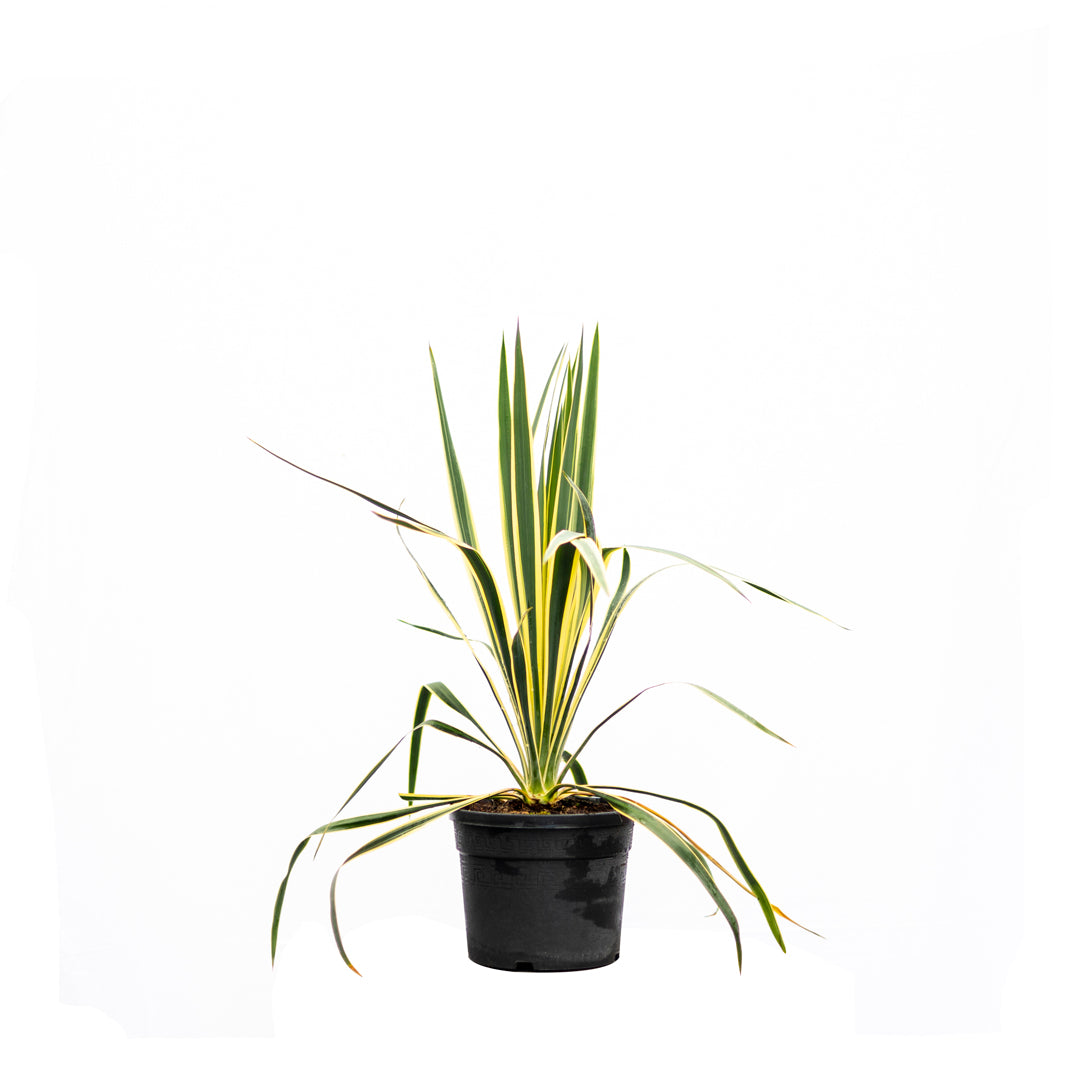 Yucca filamentosa ‘Bright Edge’ - Alacalı avize çiçeği (3 Lt)