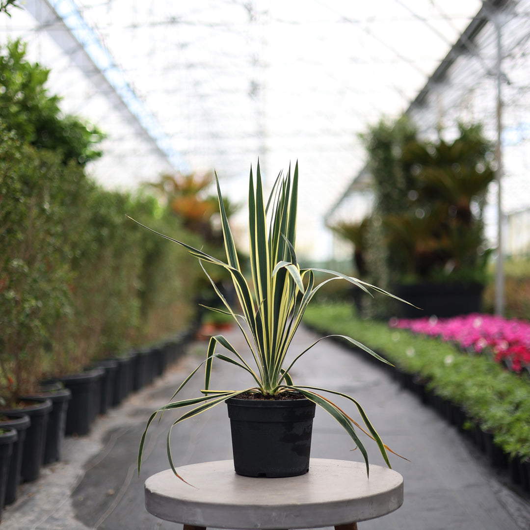 Yucca filamentosa ‘Bright Edge’ - Alacalı avize çiçeği (3 Lt)