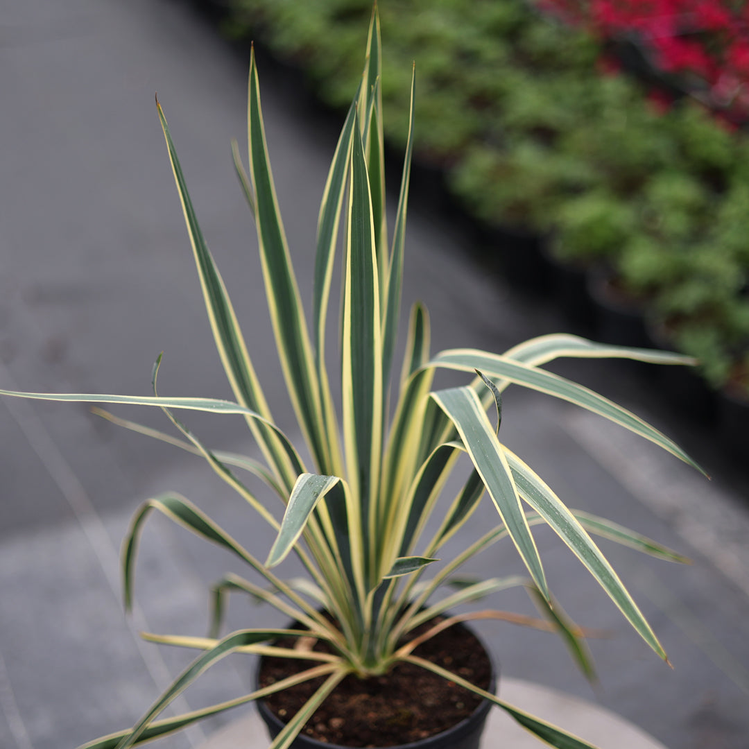 Yucca filamentosa ‘Bright Edge’ - Alacalı avize çiçeği (3 Lt)