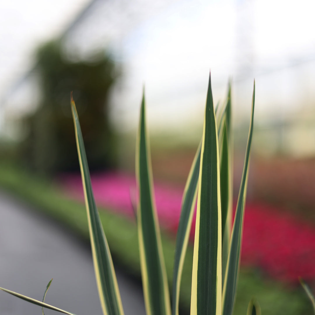 Yucca filamentosa ‘Bright Edge’ - Alacalı avize çiçeği (3 Lt)