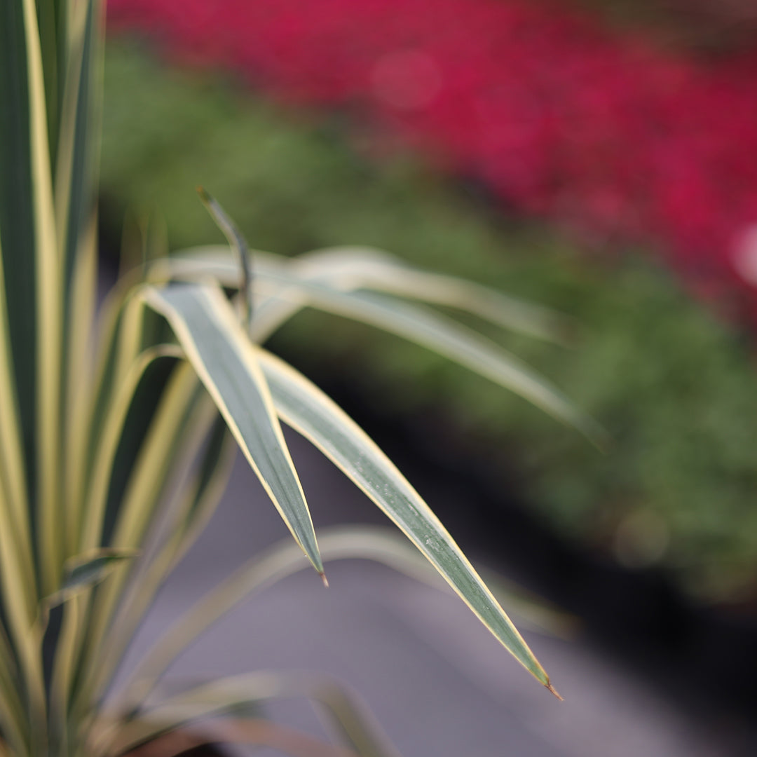 Yucca filamentosa ‘Bright Edge’ - Alacalı avize çiçeği (3 Lt)