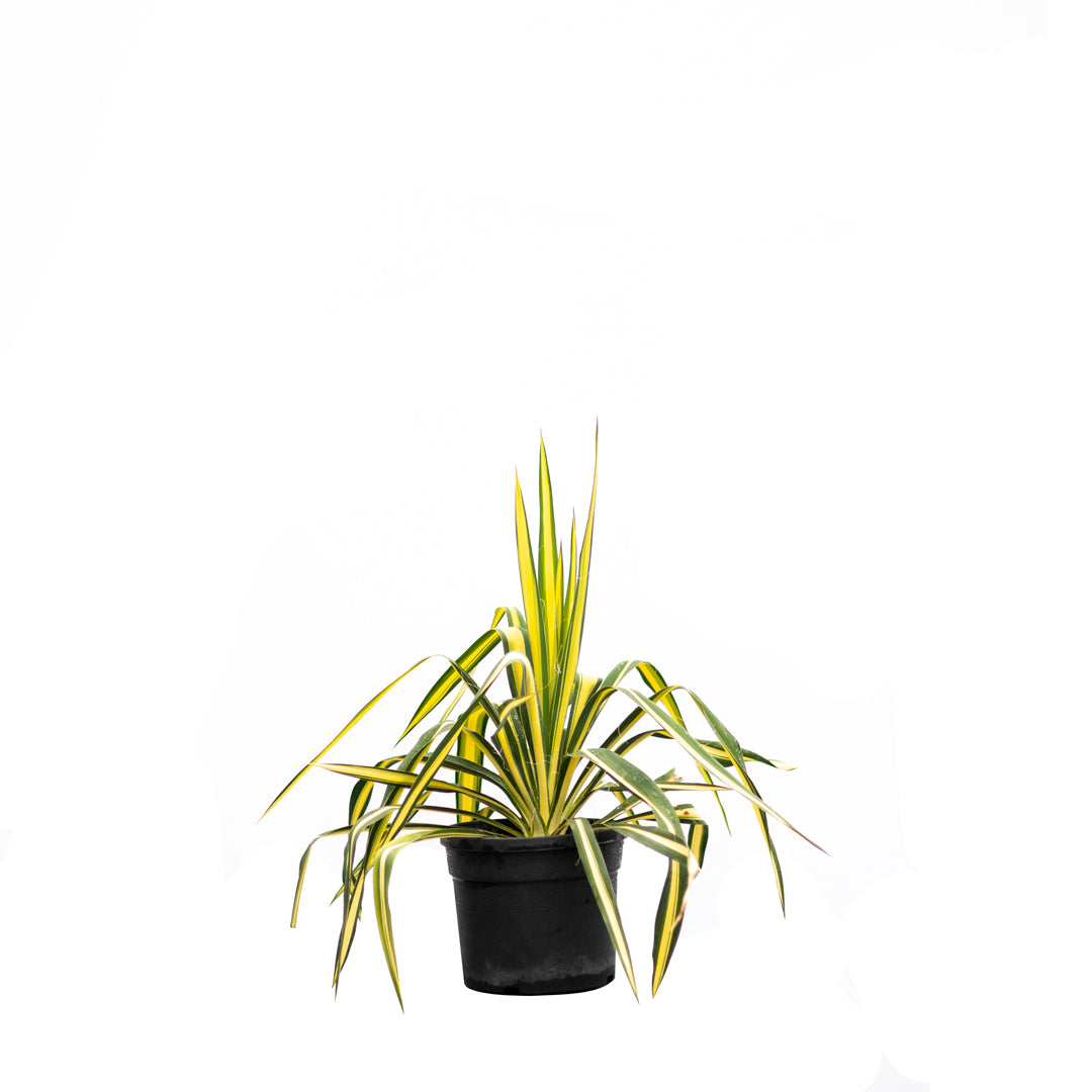 Yucca filamentosa ‘Color Guard’ - Alacalı avize çiçeği (3 Lt)