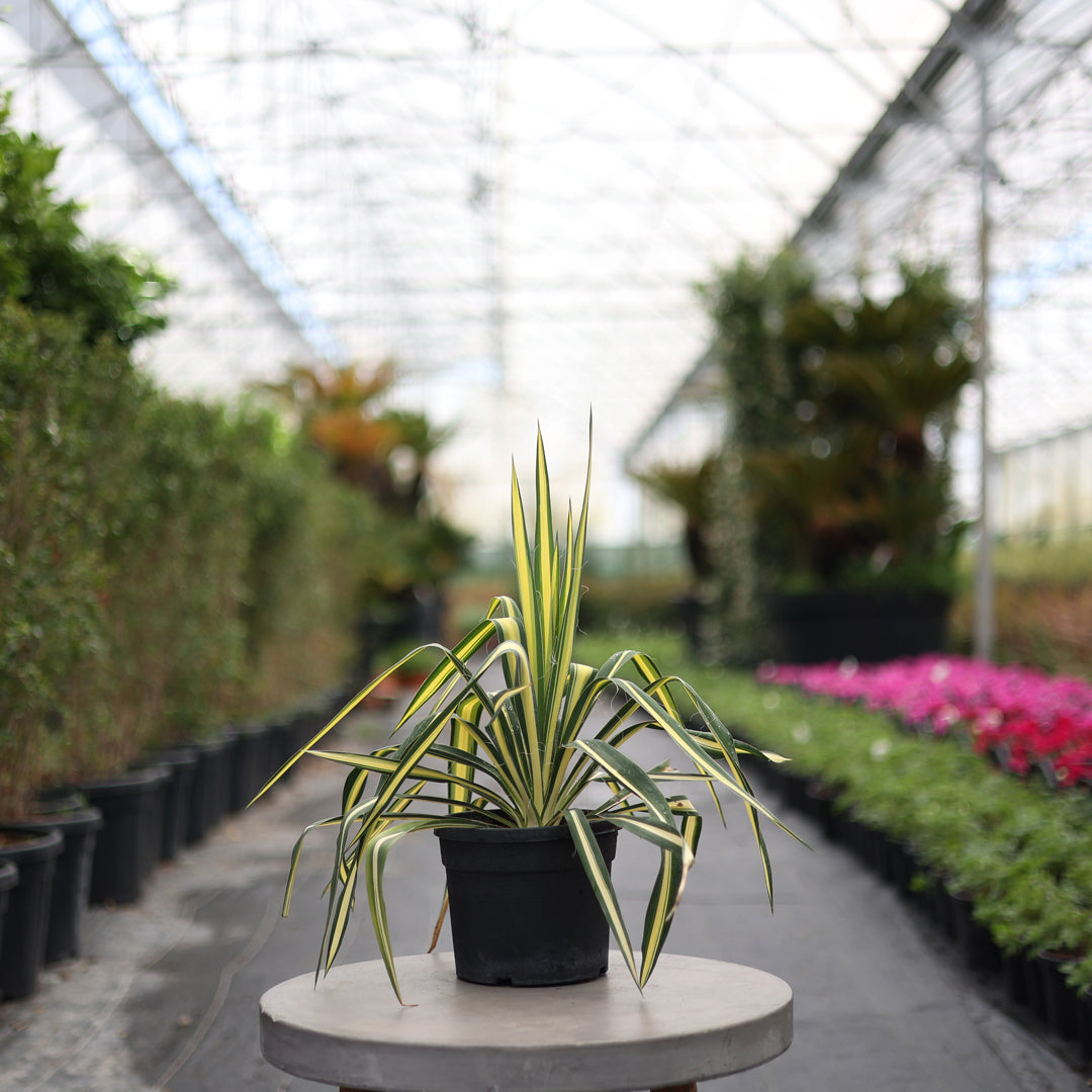 Yucca filamentosa ‘Color Guard’ - Alacalı avize çiçeği (3 Lt)