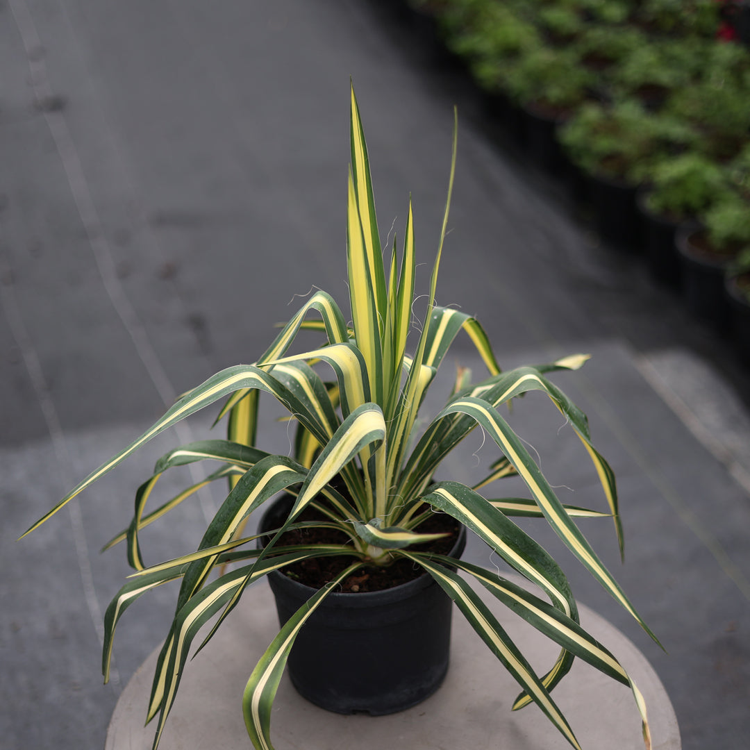 Yucca filamentosa ‘Color Guard’ - Alacalı avize çiçeği (3 Lt)