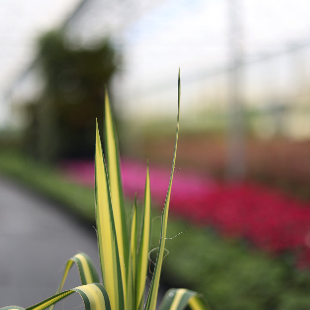 Yucca filamentosa ‘Color Guard’ - Alacalı avize çiçeği (3 Lt)