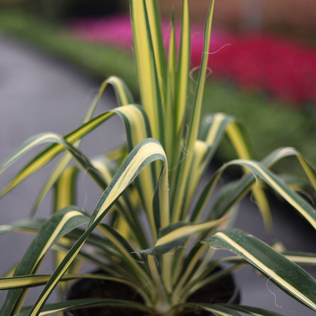 Yucca filamentosa ‘Color Guard’ - Alacalı avize çiçeği (3 Lt)