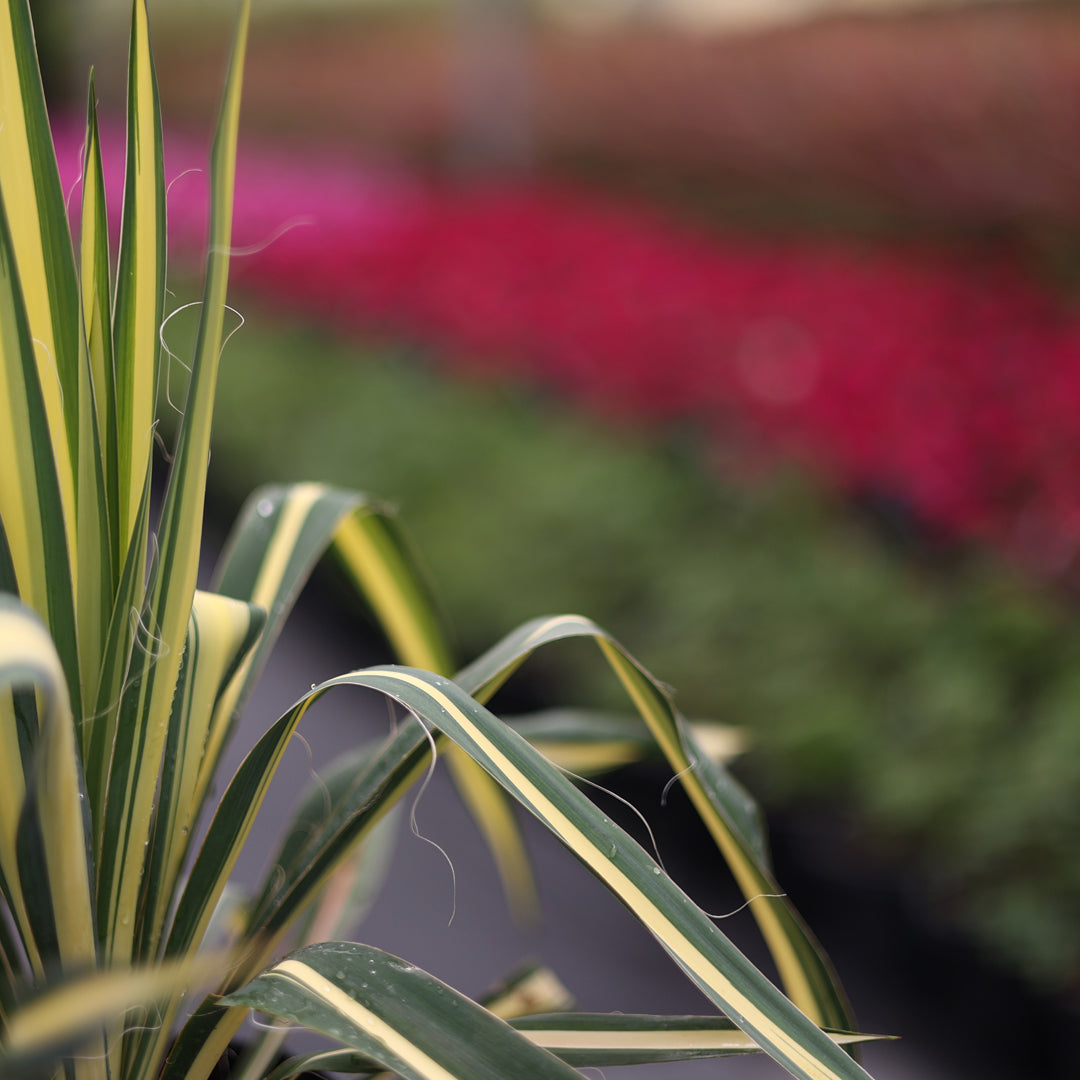 Yucca filamentosa ‘Color Guard’ - Alacalı avize çiçeği (3 Lt)