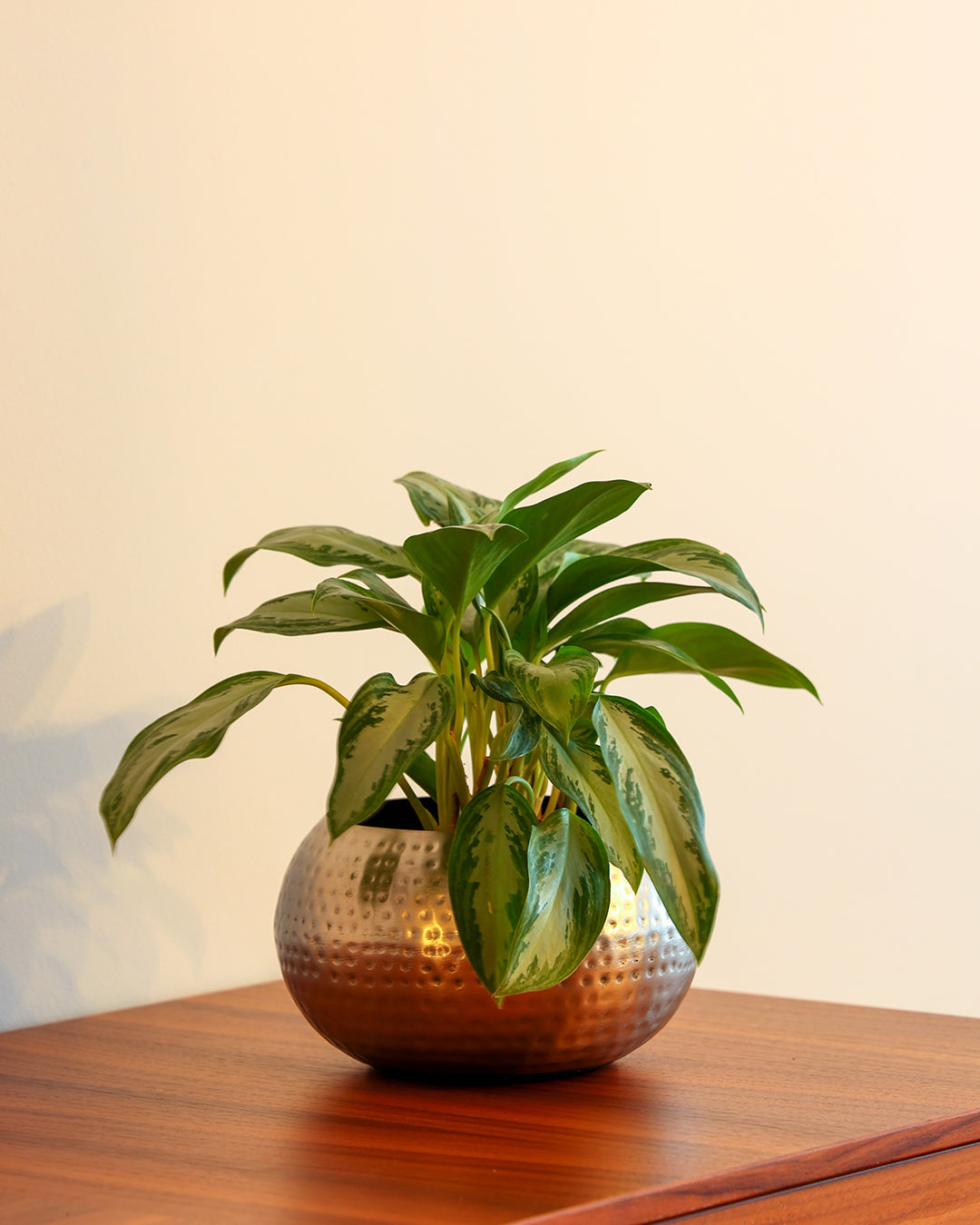 Argentum Metal Saksı Gri