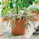 Cachepot Perfetto Toprak Saksı 13 Cm
