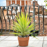 Cachepot Perfetto Toprak Saksı 15 Cm