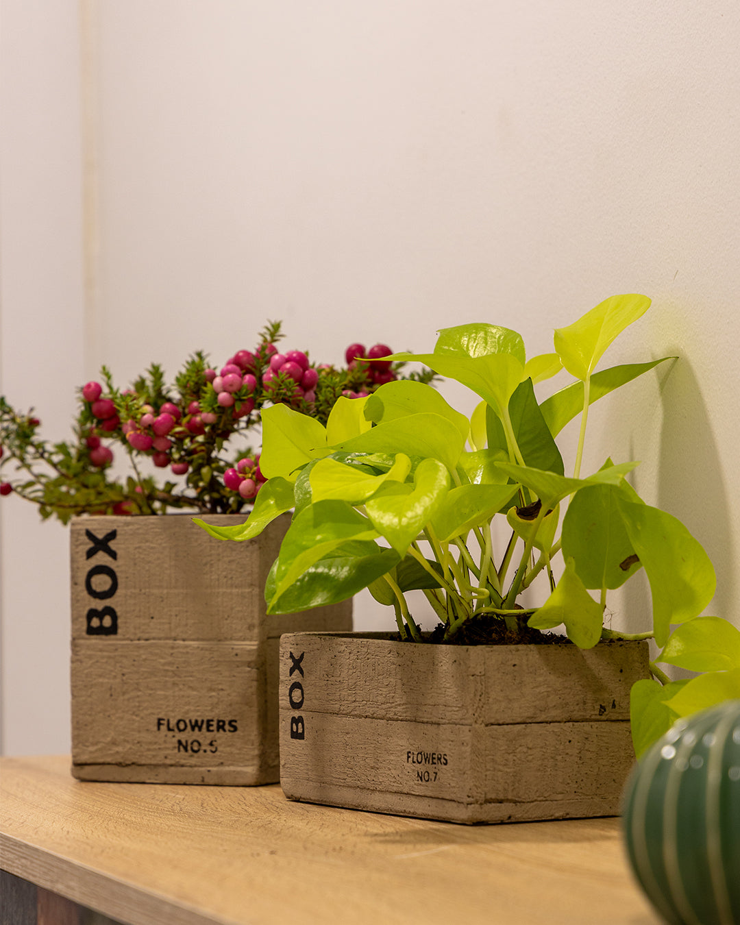 Clota Saksı 2'li Set