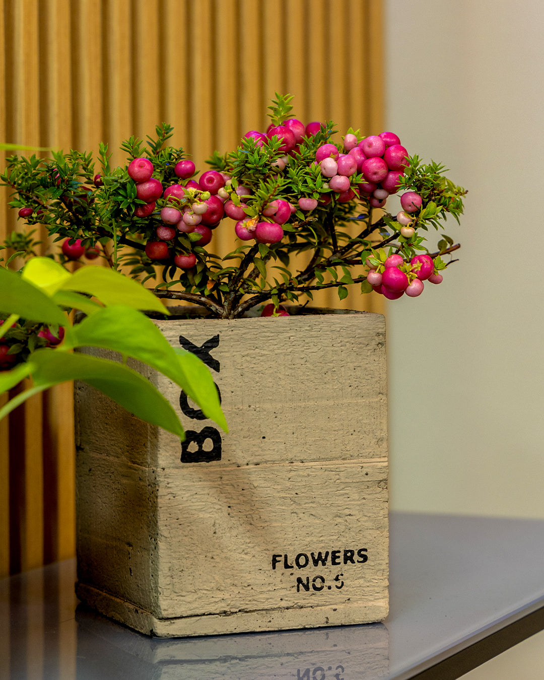 Clota Saksı 2'li Set