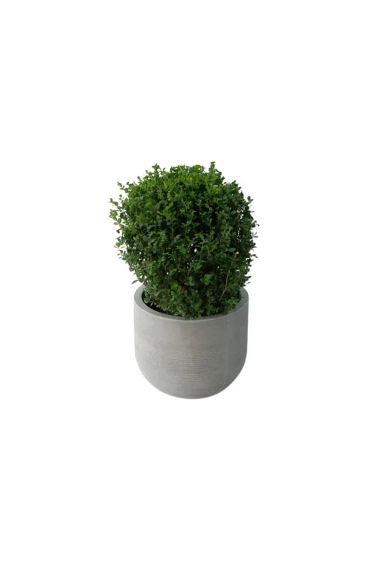 Cody M, Light Grey Saksı