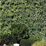 Dikey Bahçe Modülü Yeşil