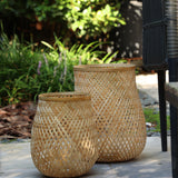 Fortis Bambu Mumluk Büyük Boy