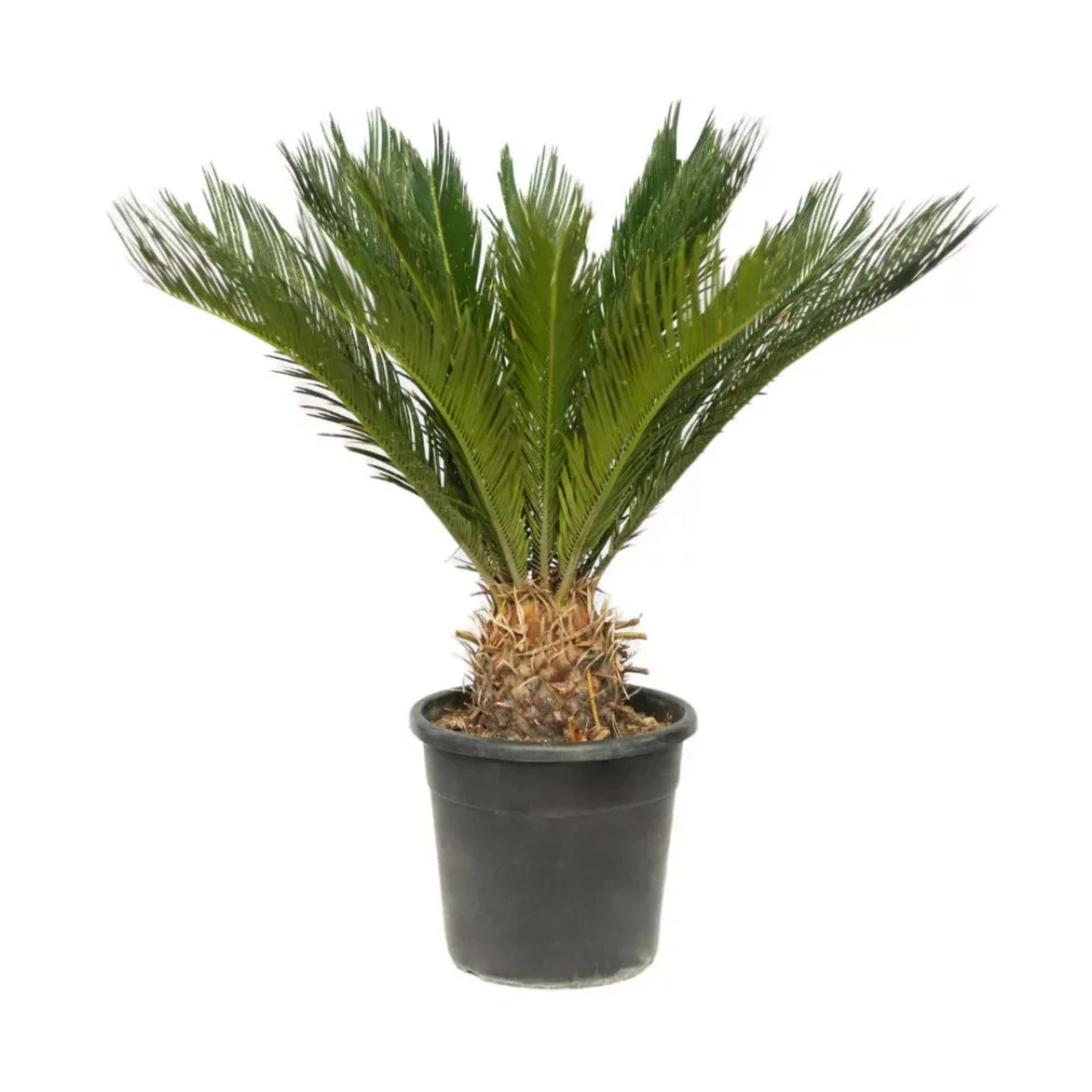 Cycas revoluta - Sikas (30 Lt)