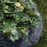 Koral Mercan Küp Saksı Mavi