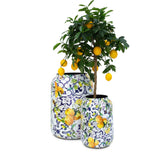 Lemon Fusion Saksı XL