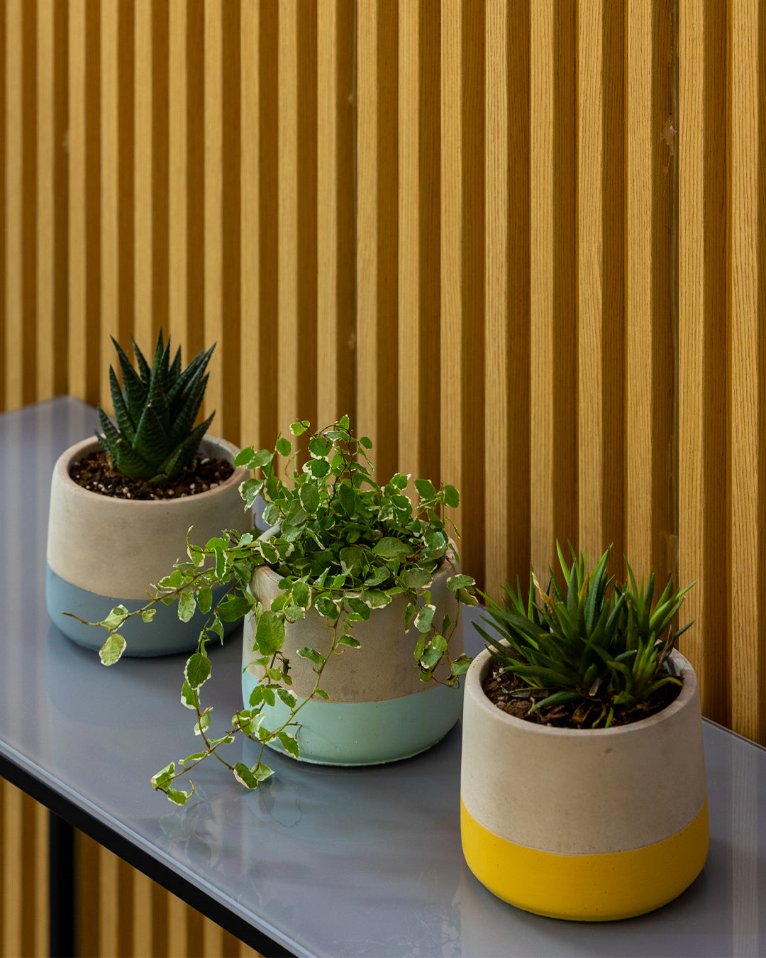 Lenus Beton Saksı 3'lü Set