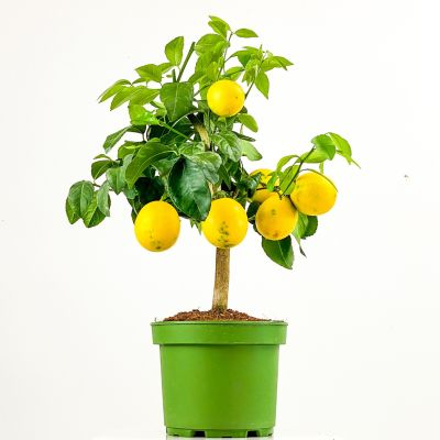 Minyatür Limon Ağacı (50-60 cm)