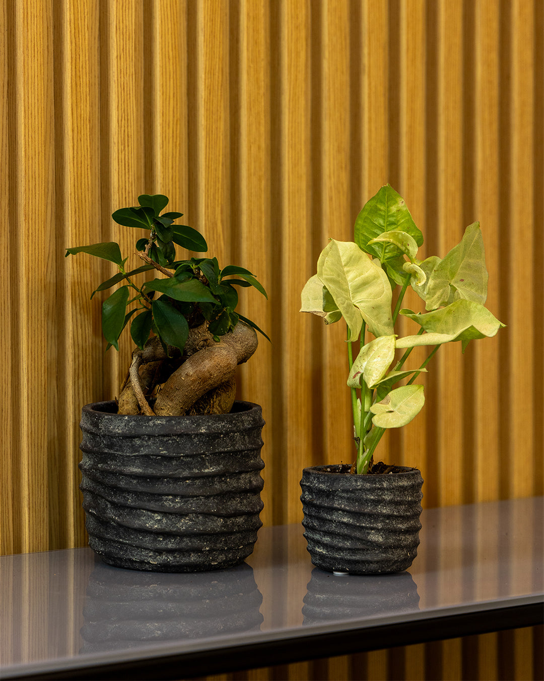 Nerius Saksı 2'li Set