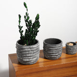 Nerius Saksı Küçük Boy