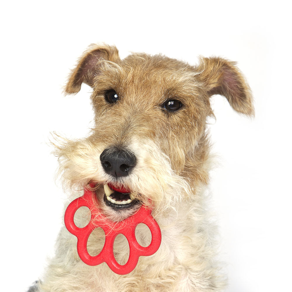 Orma Mini Köpek Oyuncağı Mavi