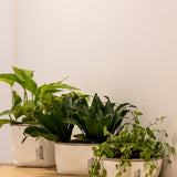 Rosmerta Saksı 4'lü Set