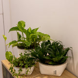 Rosmerta Saksı 4'lü Set