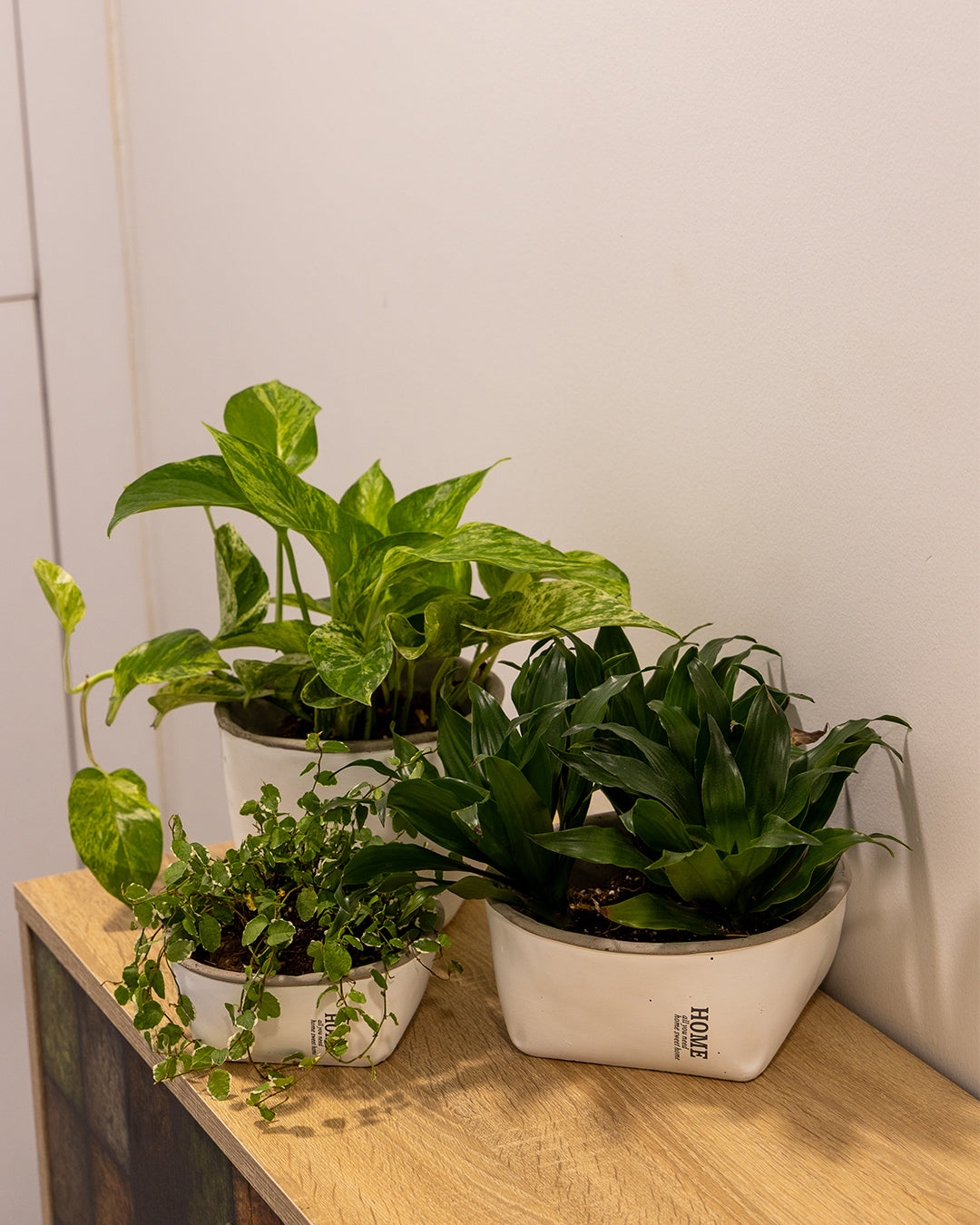 Rosmerta Saksı 4'lü Set