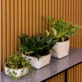 Rosmerta Saksı 4'lü Set