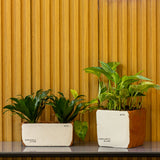 Sirona Saksı 3'lü Set