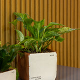 Sirona Saksı 3'lü Set