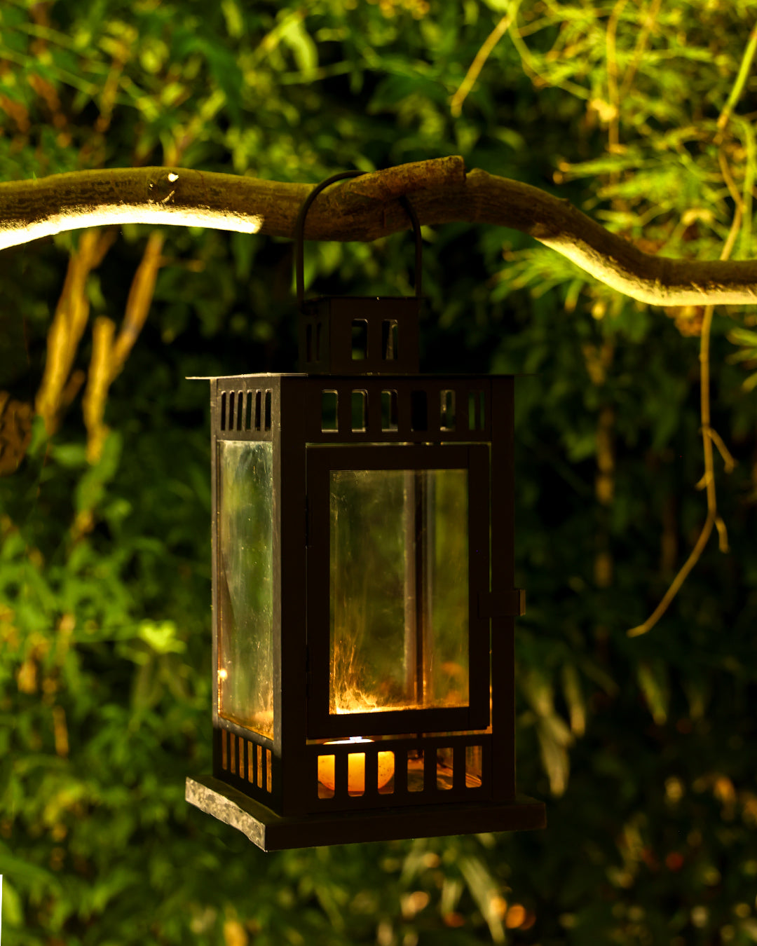 Siyah Japon Çay Bahçesi Mumluğu