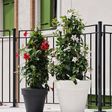 Standart One 50 Plastik Saksı Antrasit