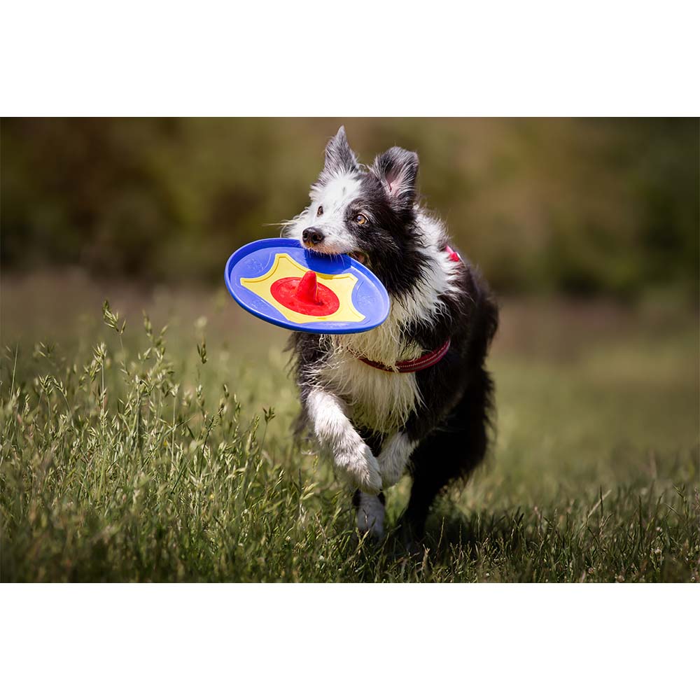 Trotto Disk Köpek Oyuncağı Renkli