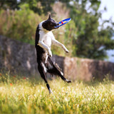 Trotto Disk Köpek Oyuncağı Renkli