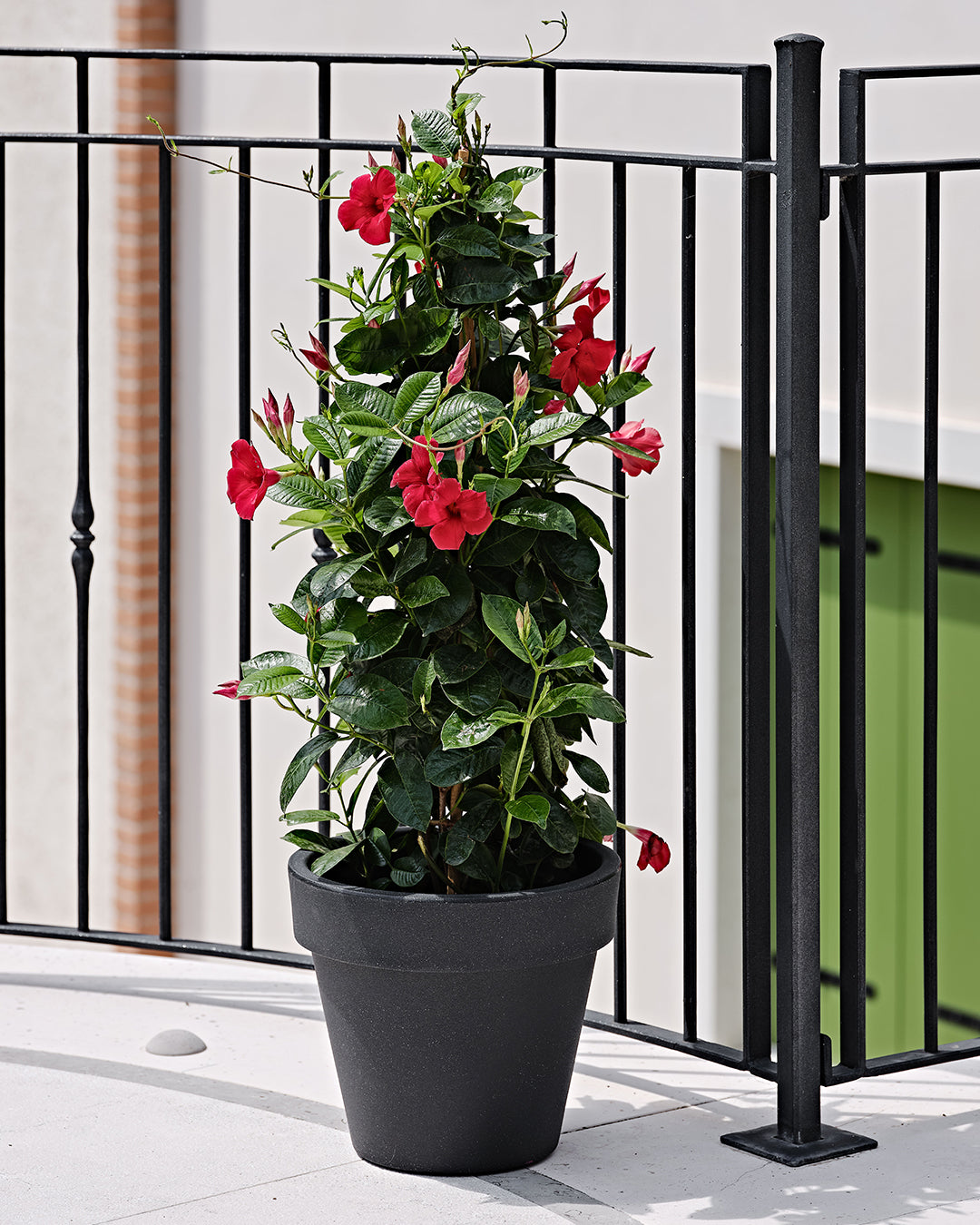 Vaso Standart One 120 Antrasit Plastik Saksı