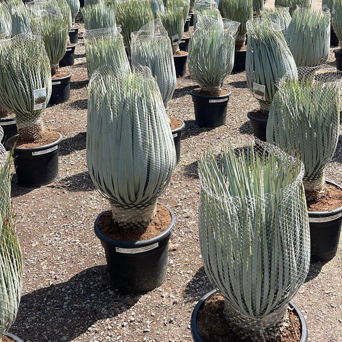 Yucca rostrata 'Blue Swan' - Meksika yukkası (120 cm)