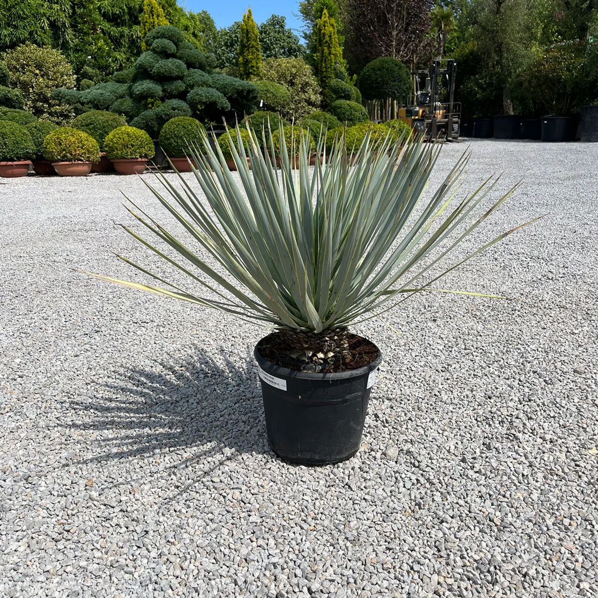 Yucca rostrata 'Blue Swan' - Meksika yukkası (60-70 cm)