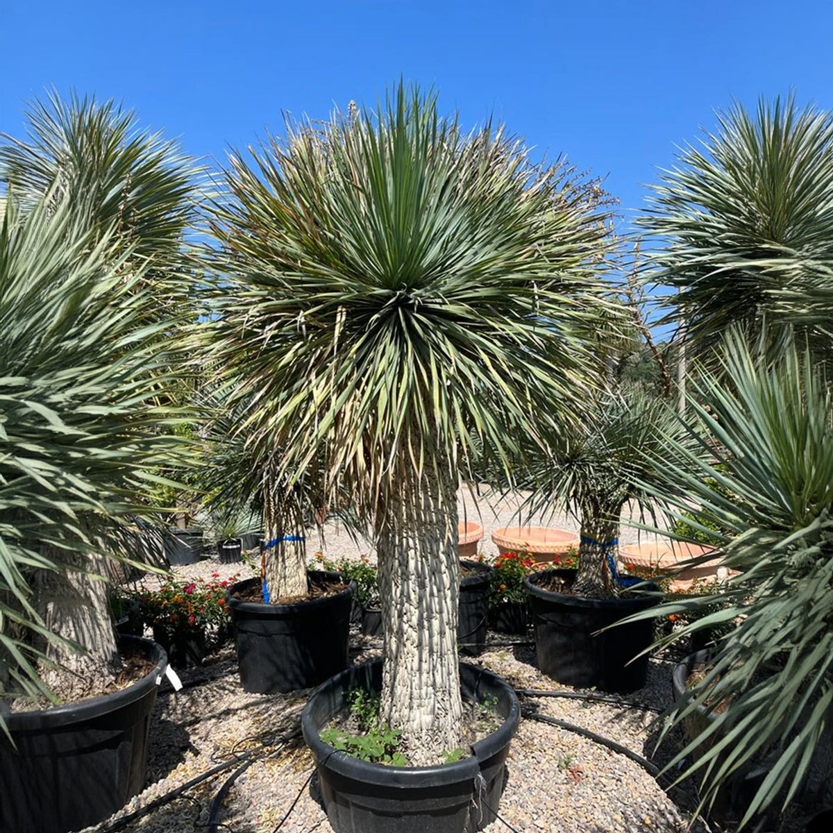 Yucca rostrata multi-head - Mavi yukka beş kafalı (170 cm)