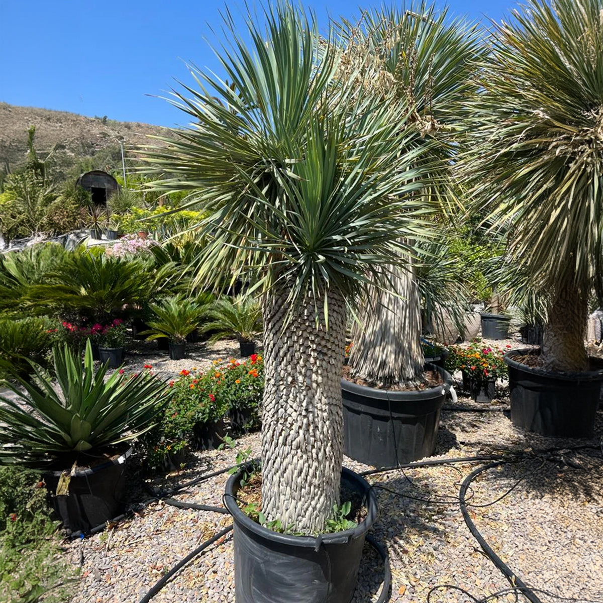 Yucca rostrata multi-head - Mavi yukka üç kafalı (100 cm)