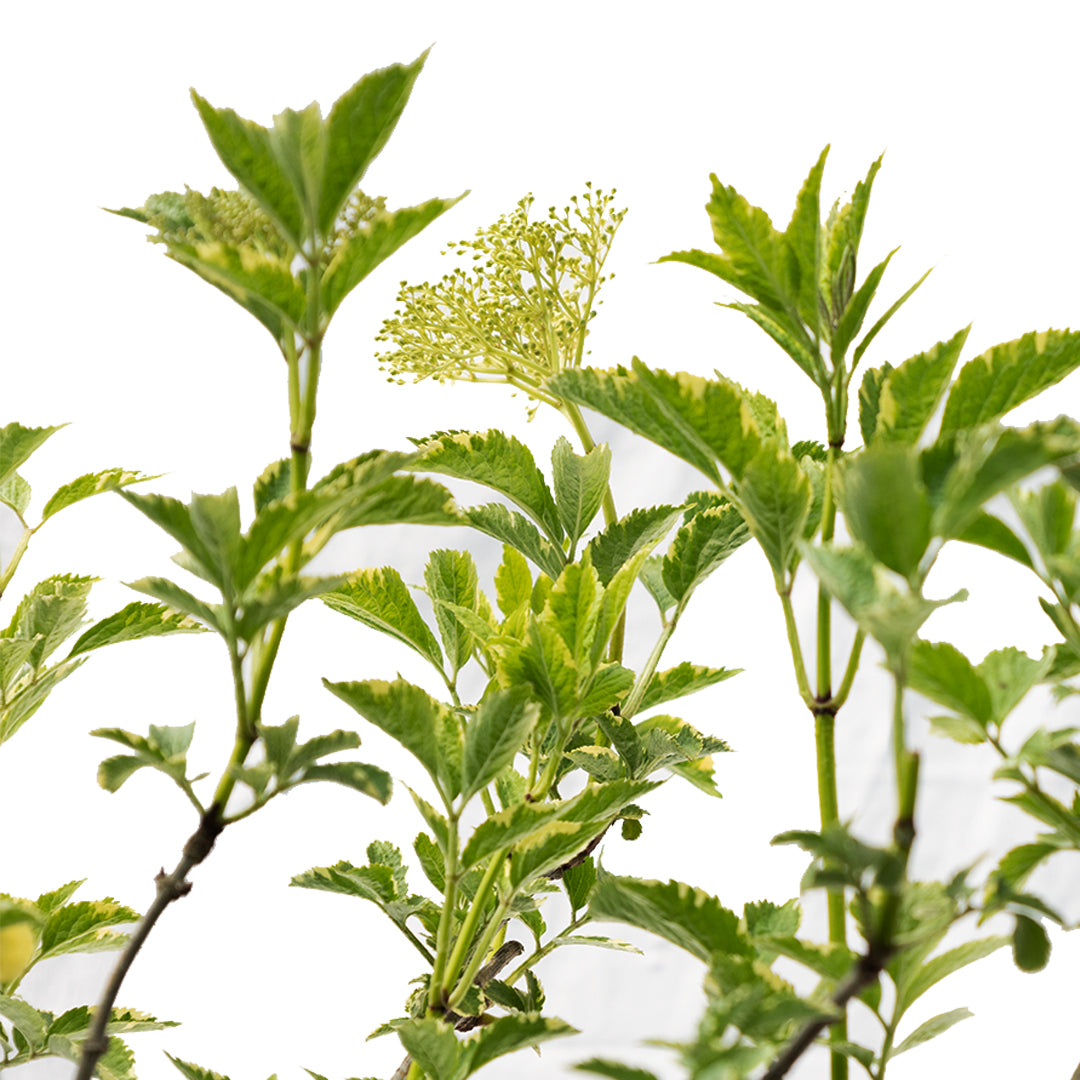 Sambucus nigra 'Gold Spark' - Kara mürver (80-100 cm)