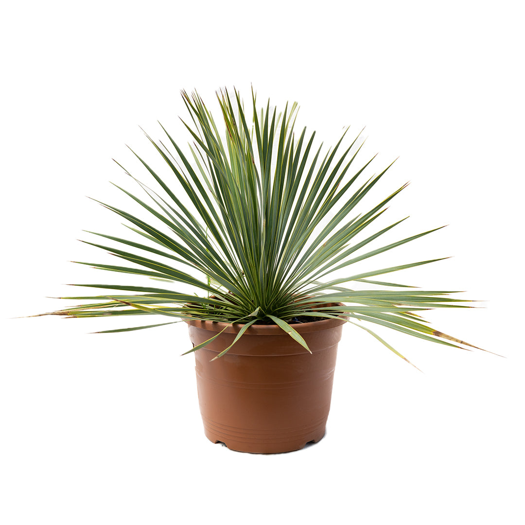 Yucca Rostrata - (30-40 cm)