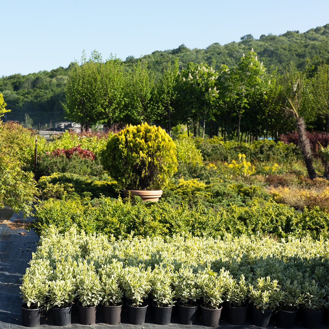 Euonymus Japonicus Bravo - Gümüşi Taflan